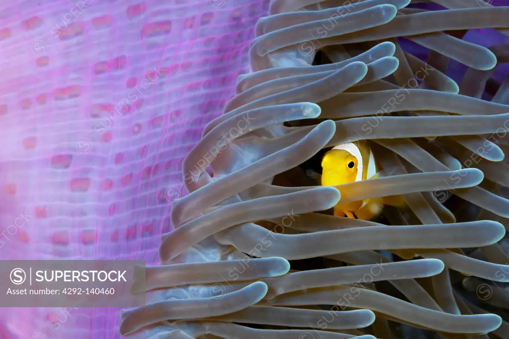Juvenile Clarks Anemonefish hiding in Anemone, Amphiprion clarkii, Cenderawasih Bay, West Papua, Indonesia