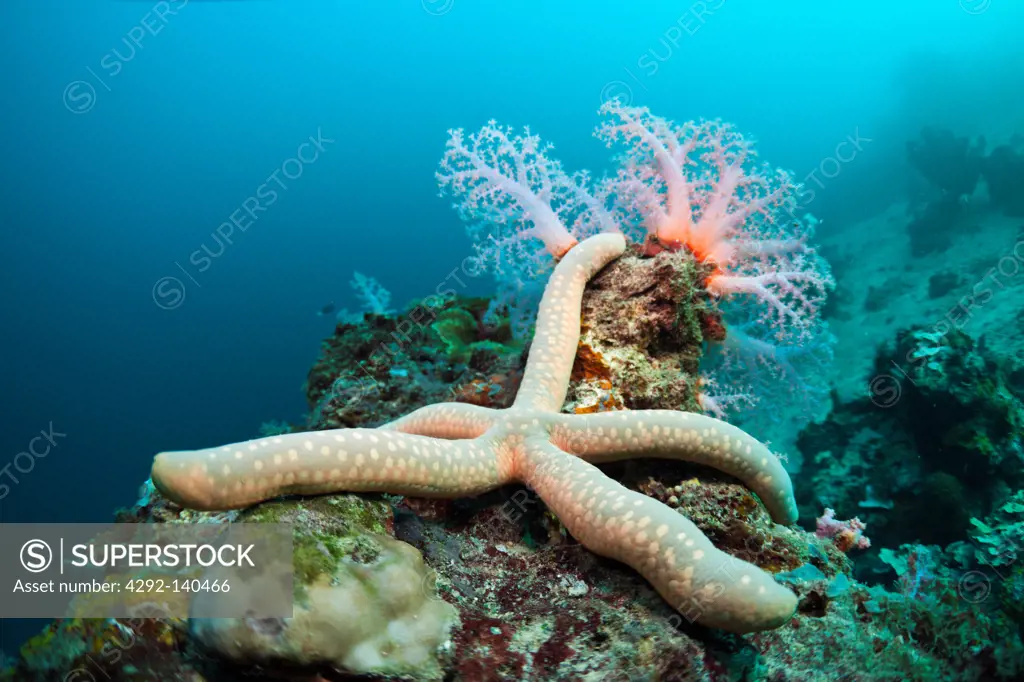 Starfish in Coral Reef, Linckia sp., Cenderawasih Bay, West Papua, Indonesia