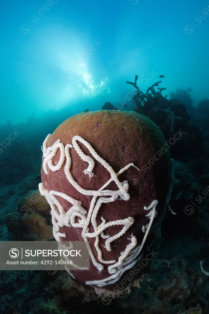 White Sea Cucumbers on Barrel Sponge, Synaptula sp., Xestopongia testudinaria, Cenderawasih Bay, West Papua, Indonesia