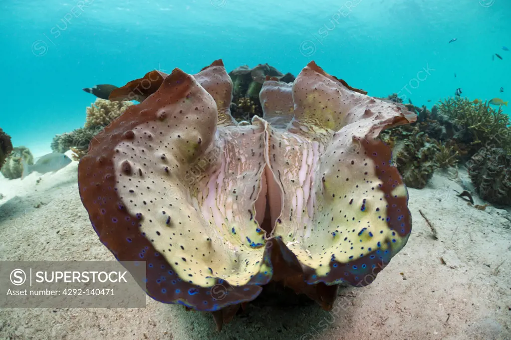 Great Clam, Tridacna squamosa, Cenderawasih Bay, West Papua, Indonesia