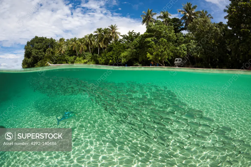 Shoal of Yellowstripe Scad in Lagoon of Ahe Island, Selaroides leptolepis, Cenderawasih Bay, West Papua, Indonesia