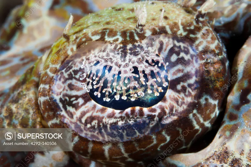 Eye of Beauforts Crocodilefish, Cymbacephalus beauforti, Cenderawasih Bay, West Papua, Indonesia