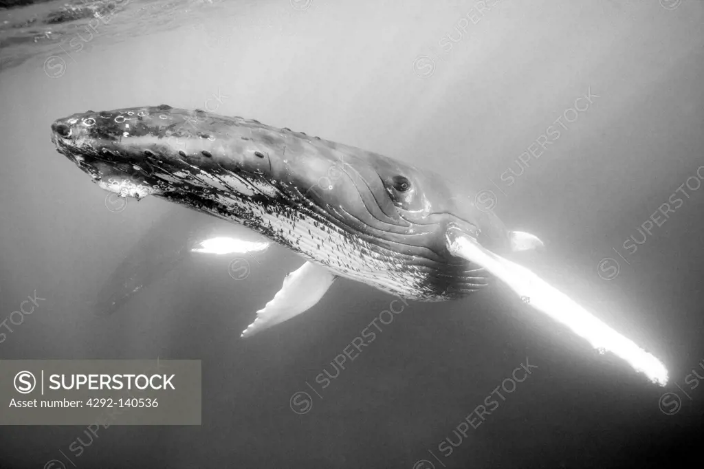 Humpback Whale, Megaptera novaeangliae, Silver Bank, Atlantic Ocean, Dominican Republic