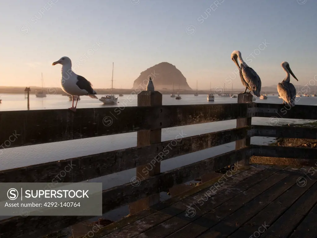 United States, California, Pelicans and a seagull sit on a fence overlooking a harbor in Morro Bay