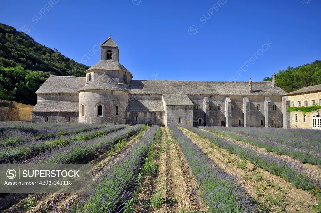 France, Provence, Gordes, Senanque abbey