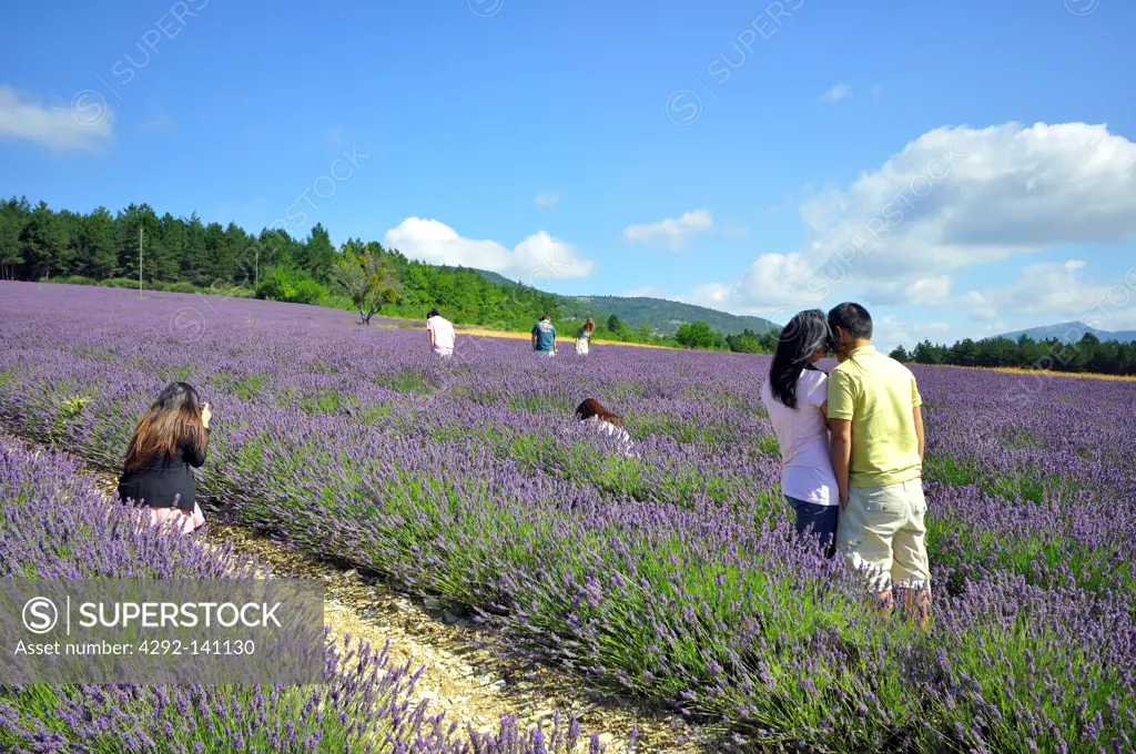 France, Provence, lavander