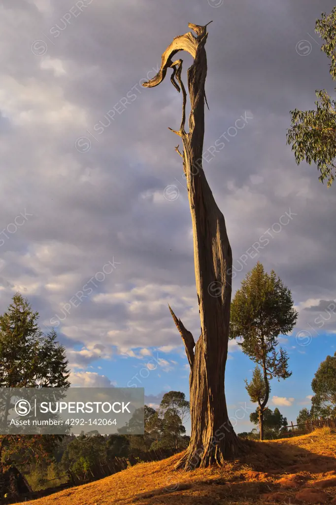 Africa, Ethiopia, tree hit by a thunderbolt
