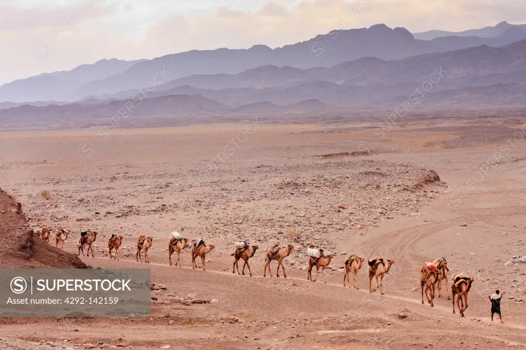 Africa, Ethiopia, Danakil, Afar Nomads caravan