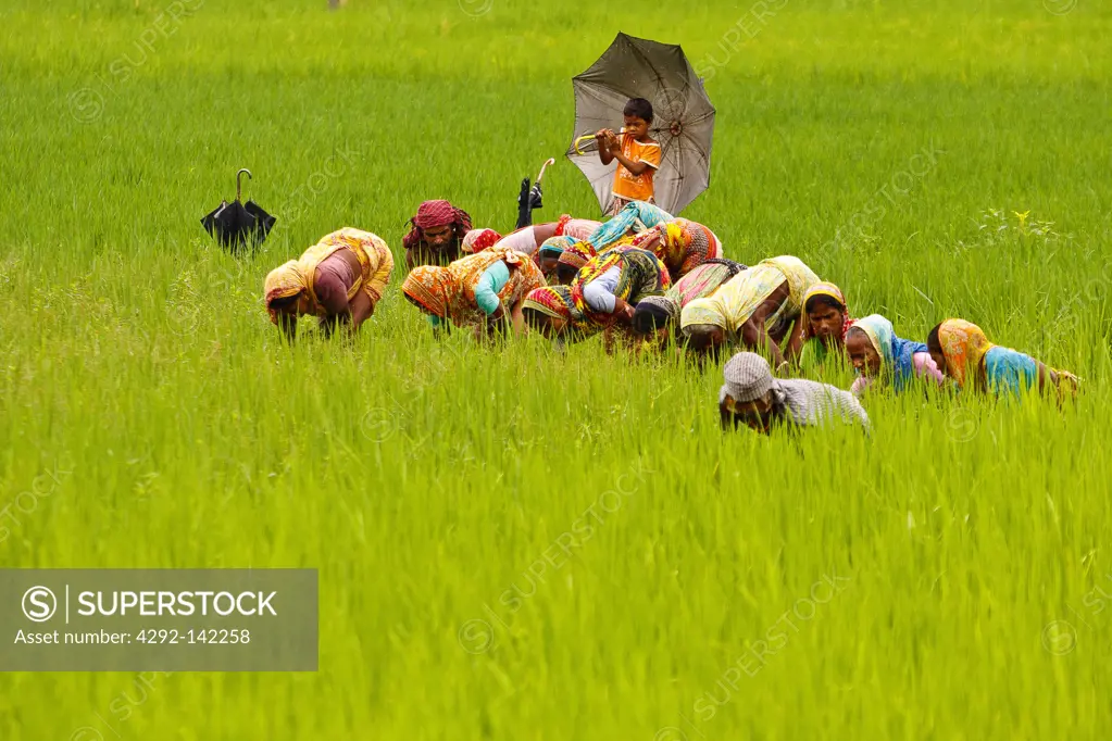 India, Orissa, farmers working in ricefield