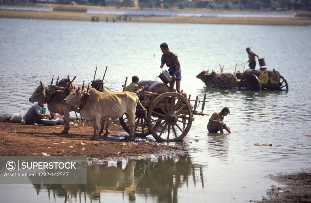 collection and transportation of water with chariots pulled by oxen Myanmar