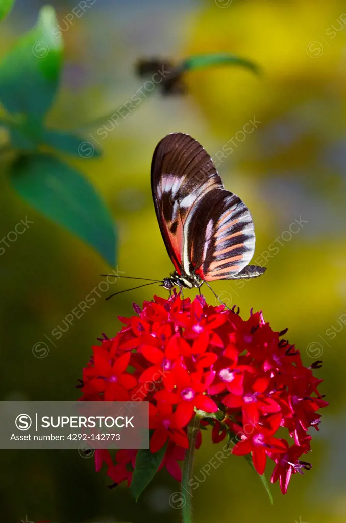 Piano Key Butterfly, (Heliconius melpomene)
