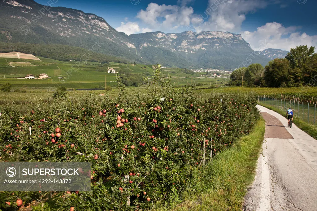 Italy, Trentino Alto Adige, Caldaro, apple