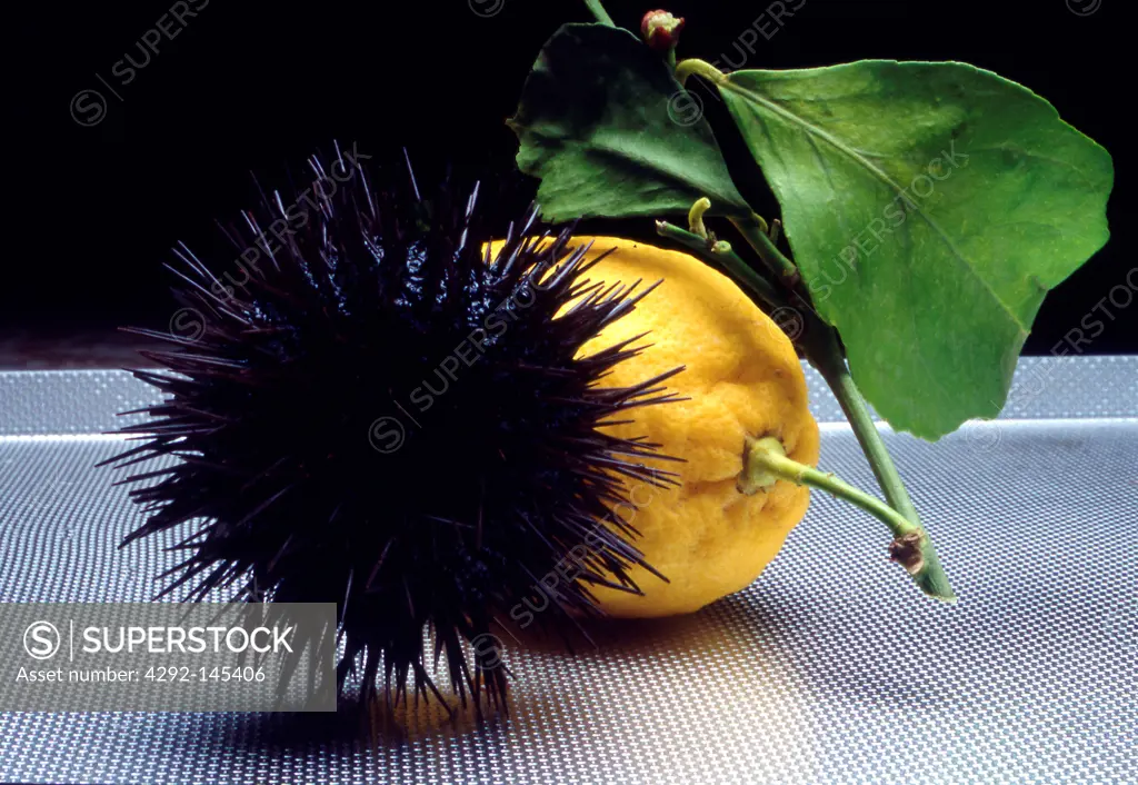 Sea urchin and lemon