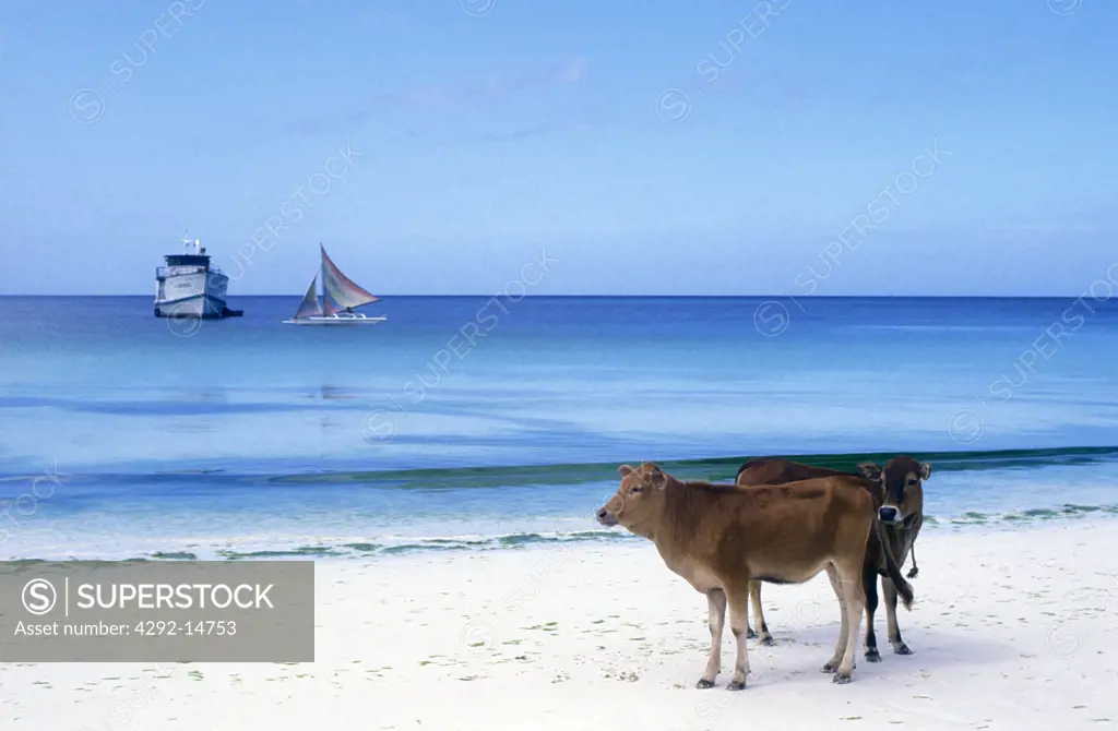Philippines, cows on beach