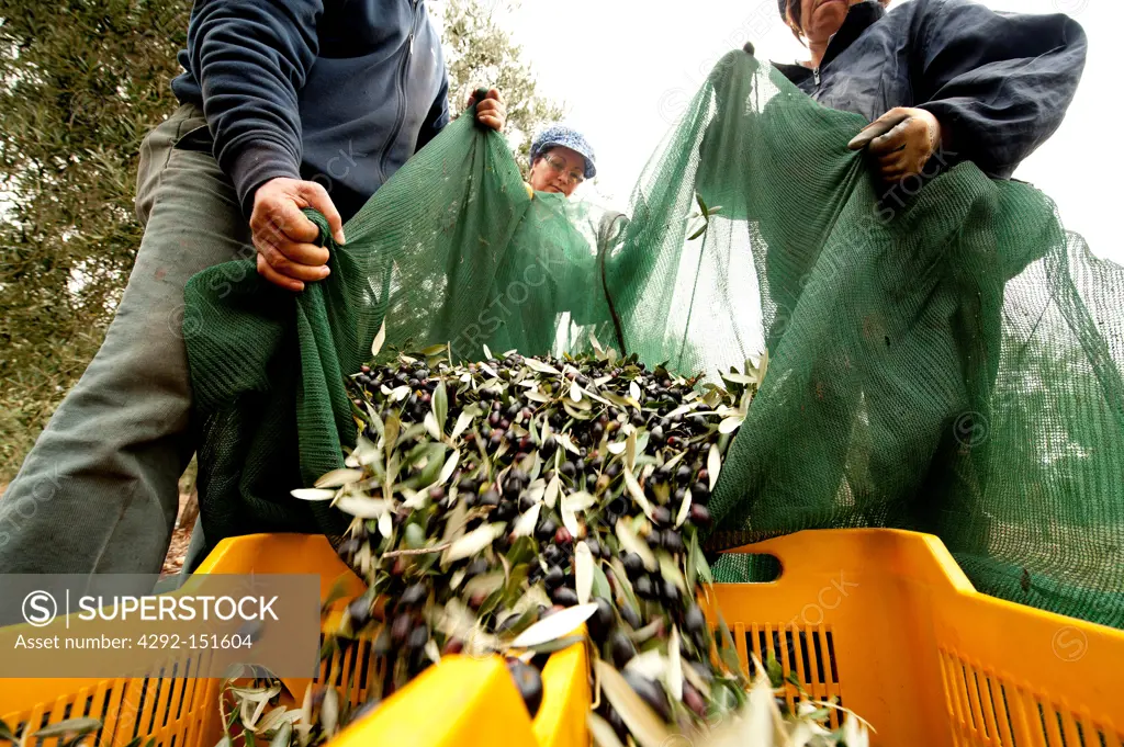 Italy, Apulia, Cisternino, farmers picking olives
