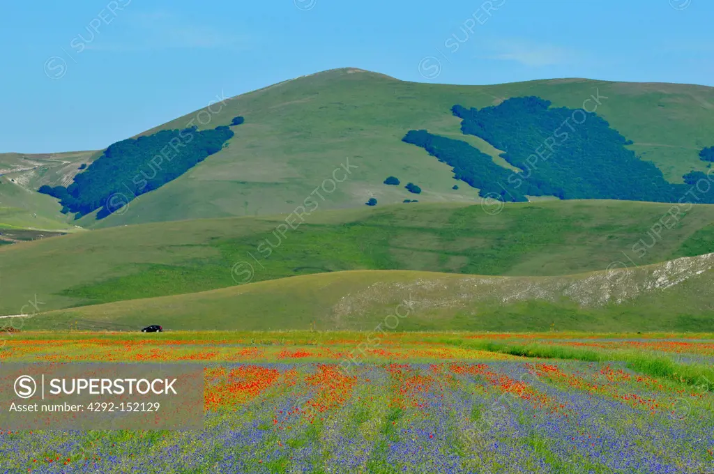 Italy, Umbria, Parco Nazionale dei monti sibillini, flowering at Piano Grande, near Castelluccio di Norcia