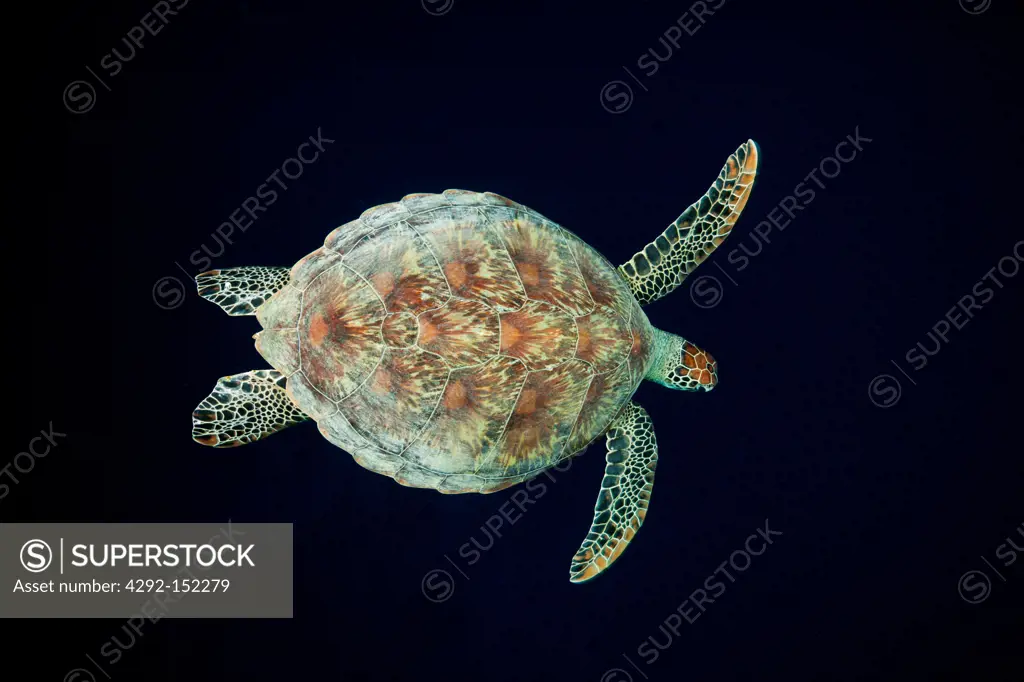 Green Sea Turtle, Chelonia mydas, Baa Atoll, Indian Ocean, Maldives