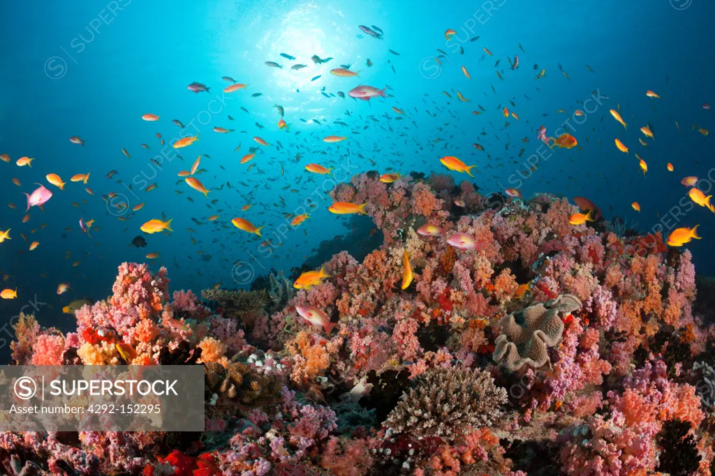 Anthias over Soft Corals, North Male Atoll, Indian Ocean, Maldives