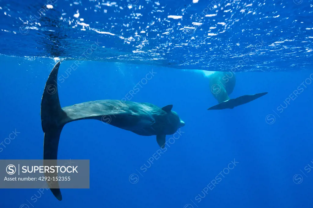Sperm Whale, Physeter macrocephalus, Caribbean Sea, Dominica