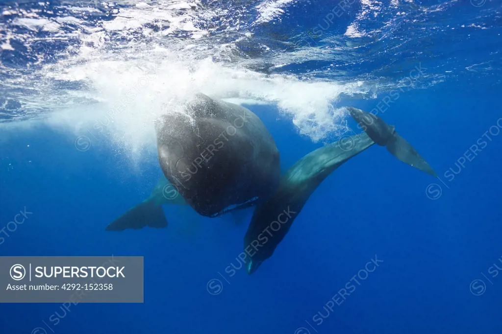 Sperm Whale territorial fight, Physeter macrocephalus, Caribbean Sea, Dominica