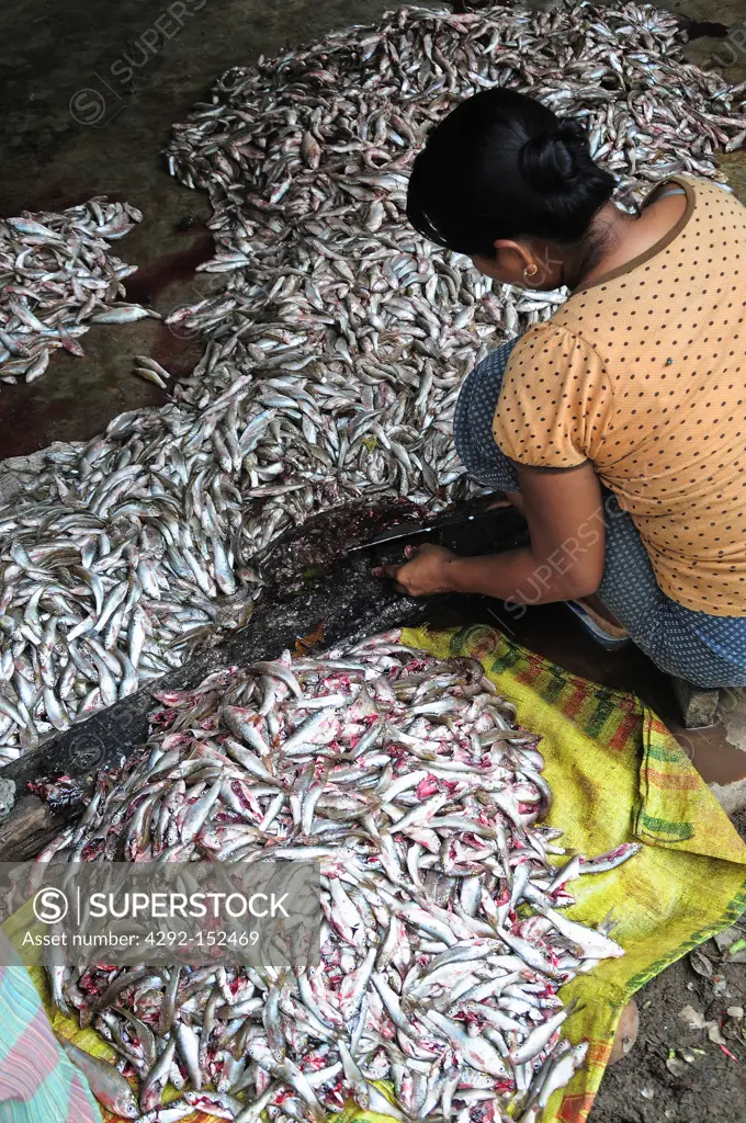 Laos, 4000 Island, Siphandone, Salting fish for conservation