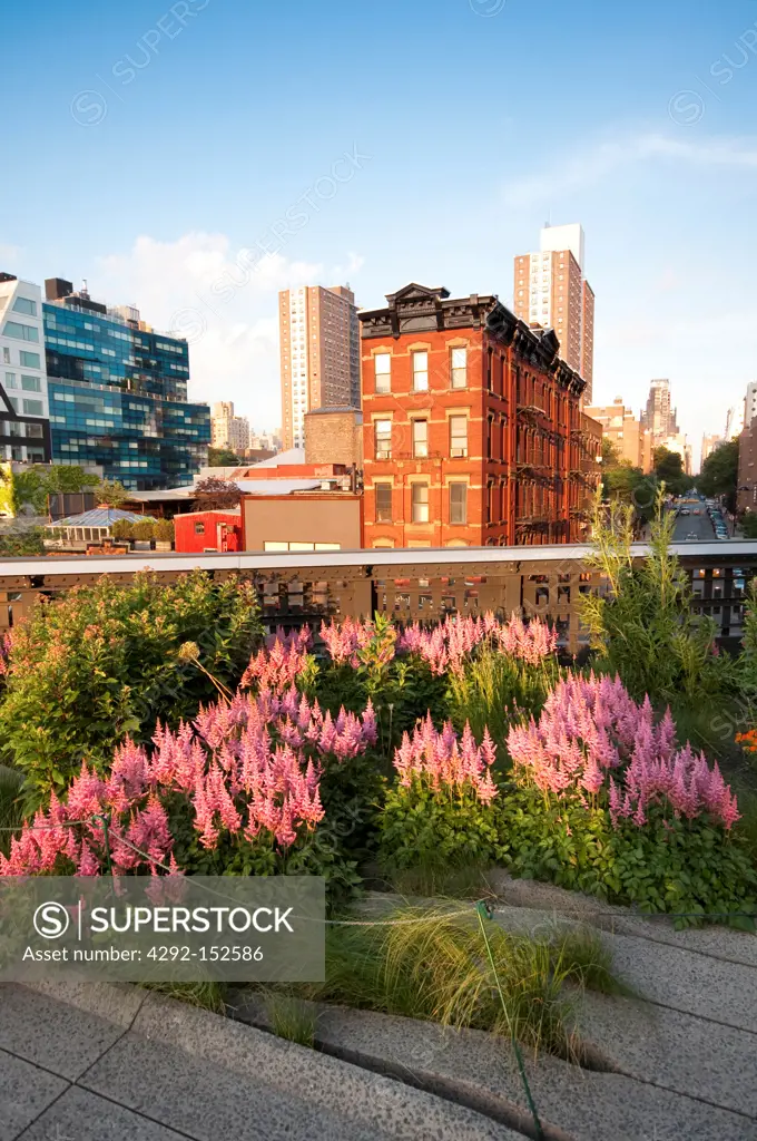 USA,New York, New York City, Manhattan, West Side, Meat Packing District, High Line Elevated Park, Flower