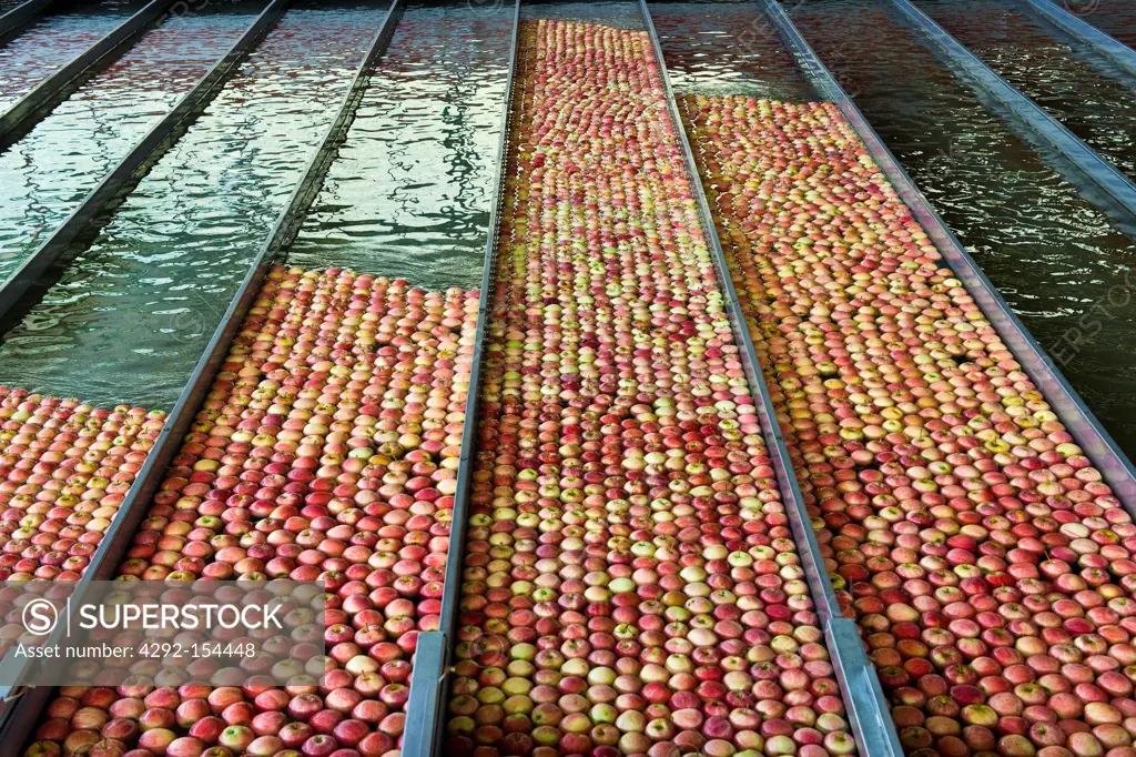 Italy, Lombardy, Valtellina, Tovo Sant'Agata, Valtellina consortium, apple processing