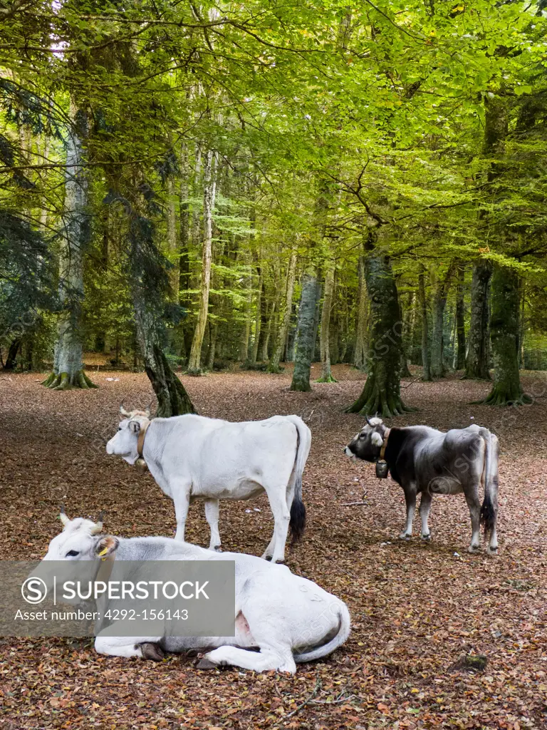 Italy, Puglia, Gargano National Park, Foresta Umbra Nature Reserve - Beech woodland, cows