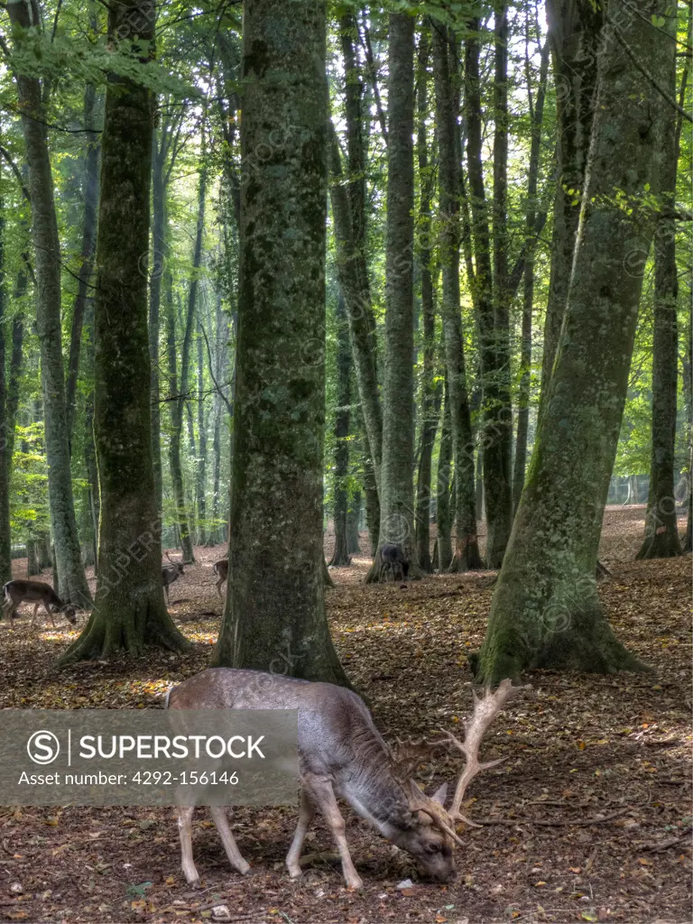 Italy, Puglia, Gargano National Park, Foresta Umbra Nature Reserve - Beech woodland, Fallow Deer