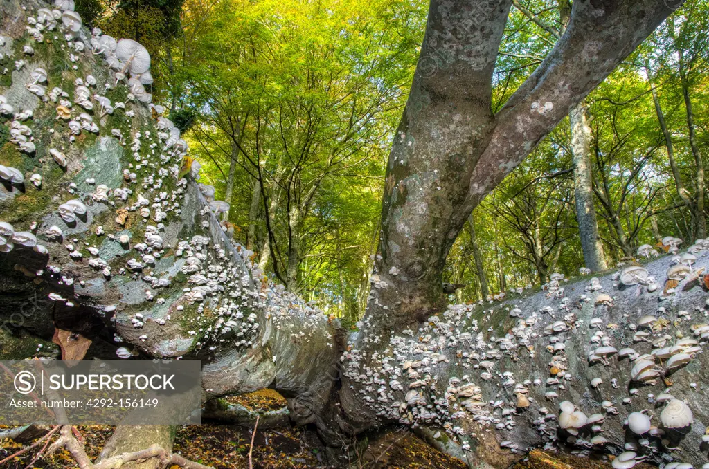 Italy, Puglia, Gargano National Park, Foresta Umbra Nature Reserve - Beech woodland, fungi (Oudemansiella mucida) on decaying log of an old beech