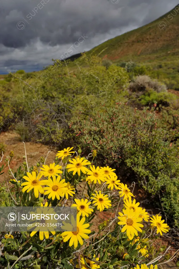 Africa, South Africa, Namaqualand, yellow daisies bush