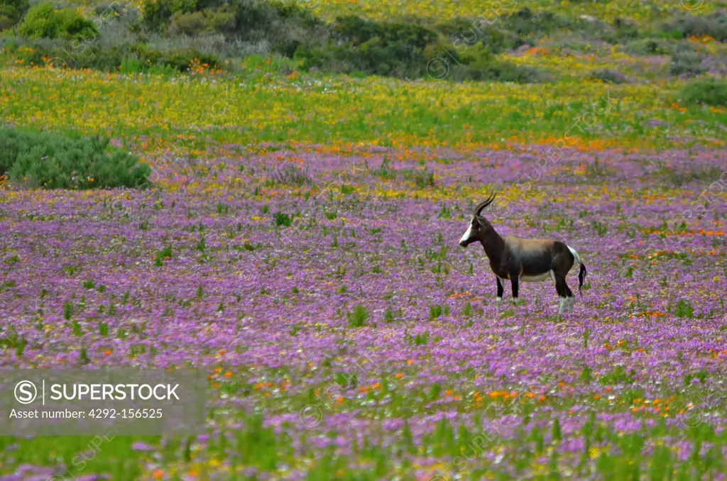 Africa, South Africa, West Coast national park, bontebok antelope (Damaliscus pygargus) in flower fields