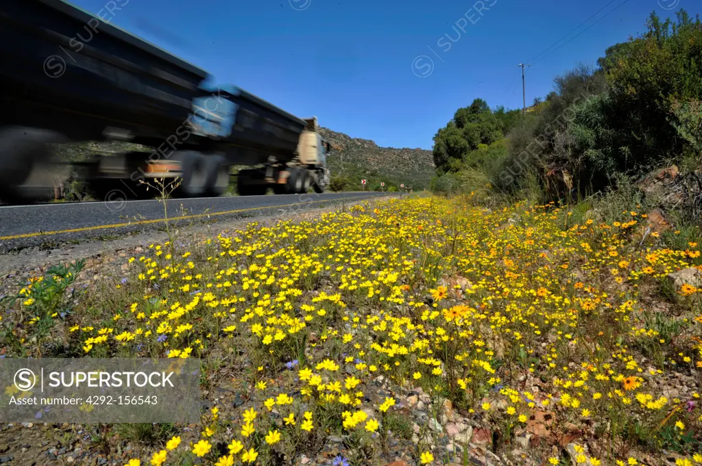 Africa, South Africa, Cederberg mountain reserve, flower fields
