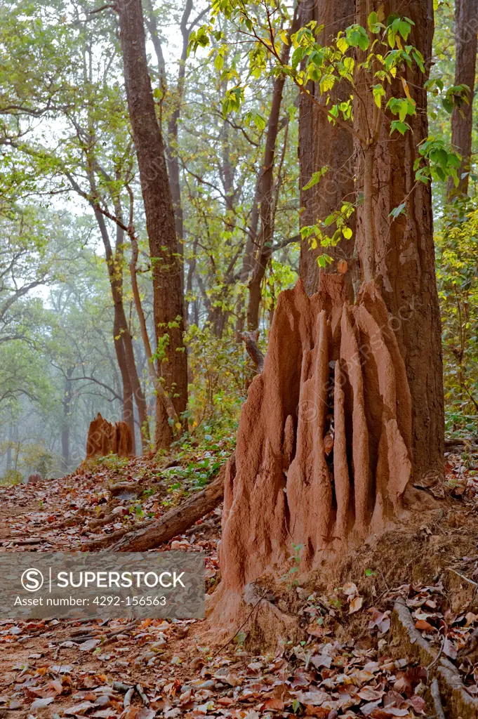India, Uttarakhand state, Corbett National Park, termite mound