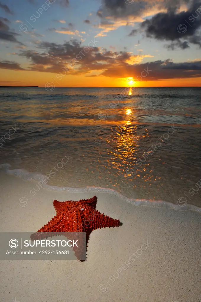 Dominican Republic, red cushion sea star (Oreaster Reticulatus), on the beach