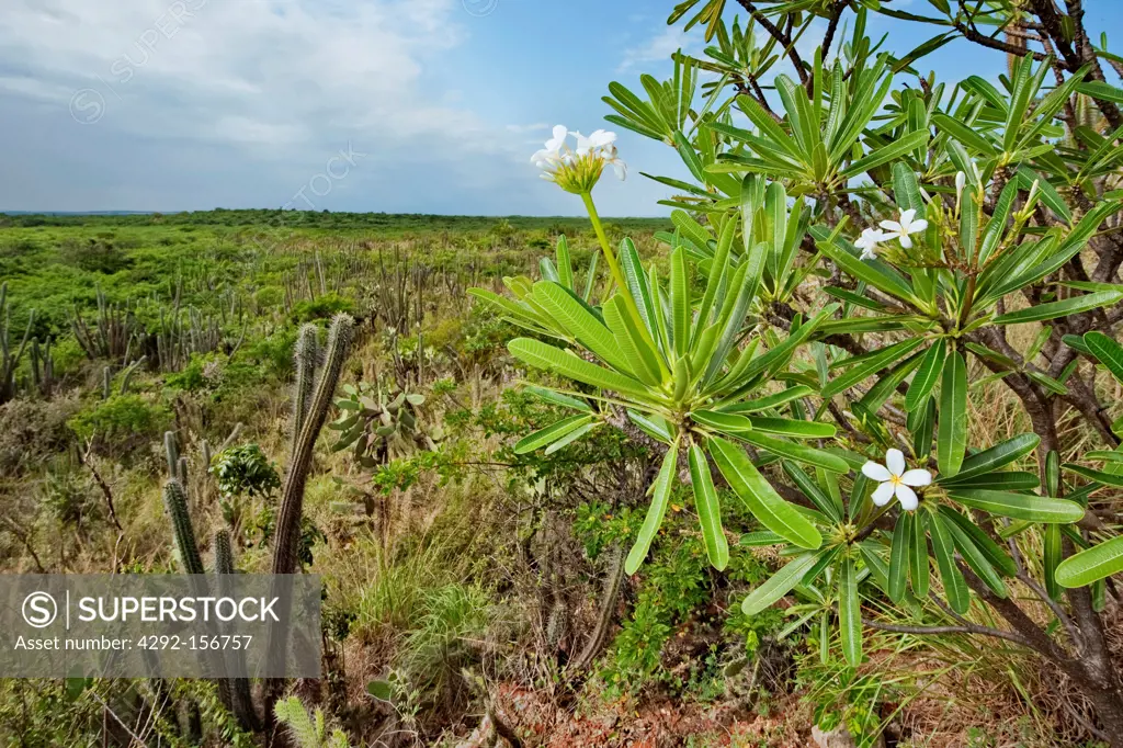 Dominican Republic, national Park de Jaragua, lush desert with vegetation