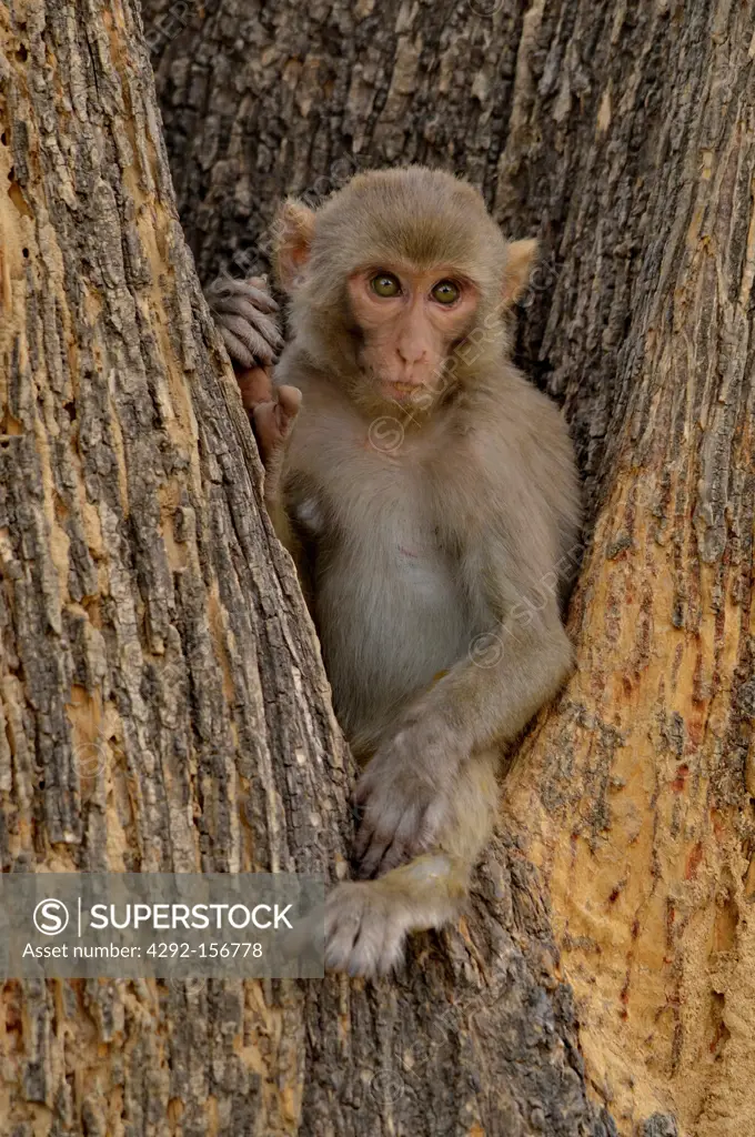 India, rhesus macaque (Macaca mulatta)