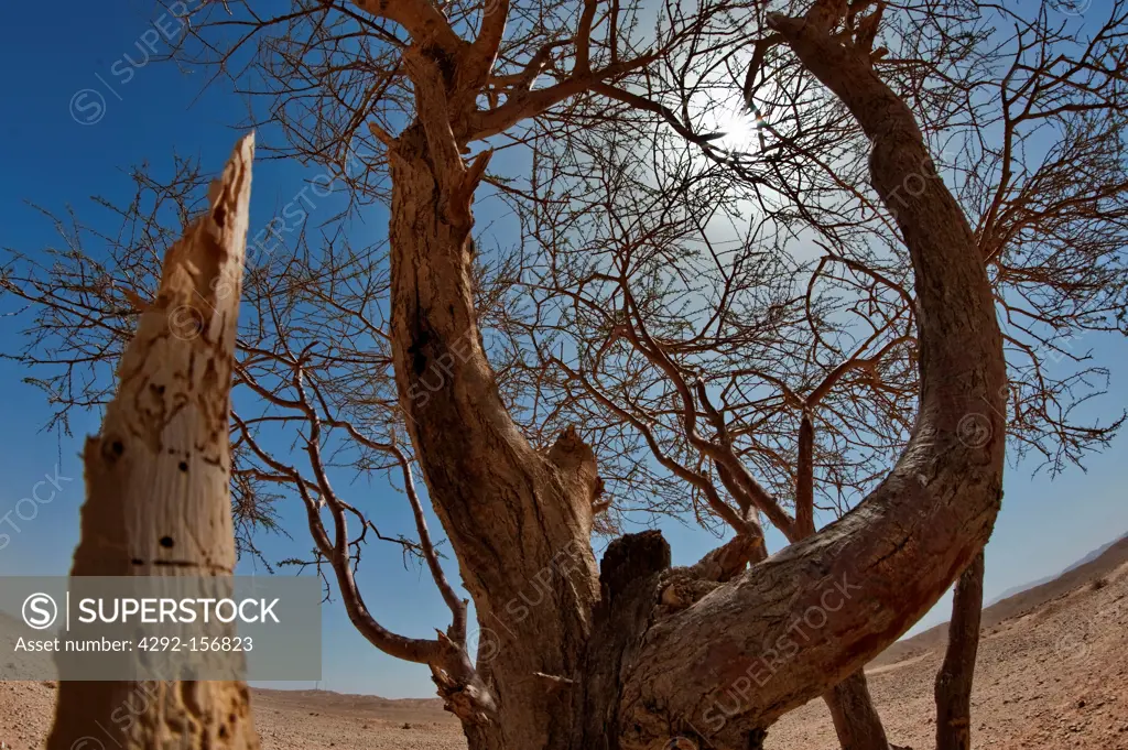 Jordan, wadi Araba, dead tree in the desert