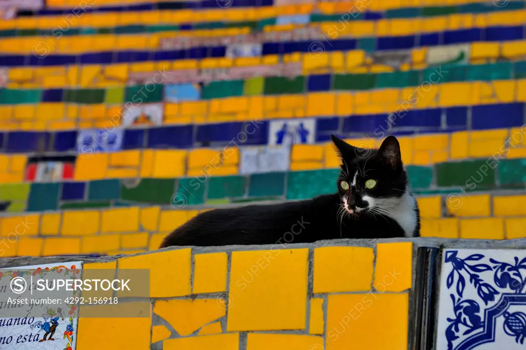 Brazil, Rio de Janeiro, cat on Santa Teresa stairs, Escadaria Selarón