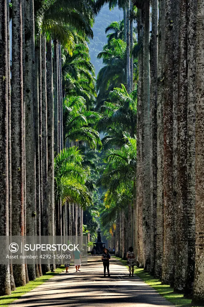 Brazil, Rio de Janeiro, the botanical garden, palms alley