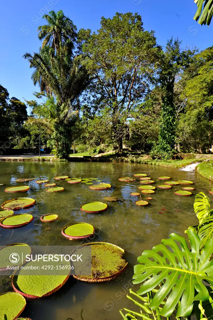 Brazil, Rio de Janeiro, the botanical garden, the pond