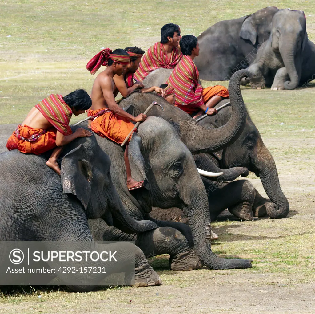 Asia, Thailand, Surin city, Elephant Round up