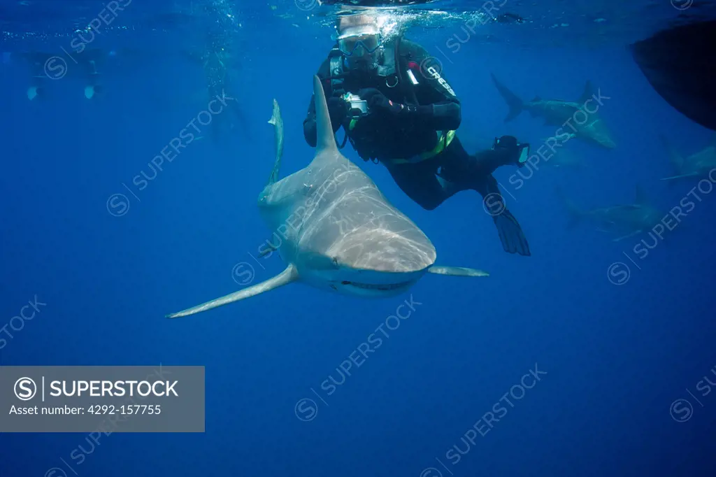scuba divers at the surface filming blacktip shark
