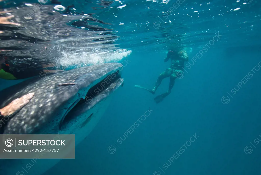 Diver filming close up to the elusive Whale shark
