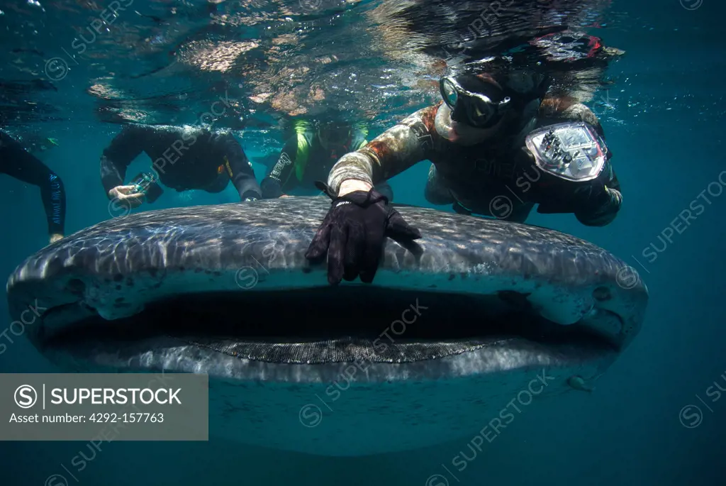 Snorkellers getting close up to the elusive Whale shark