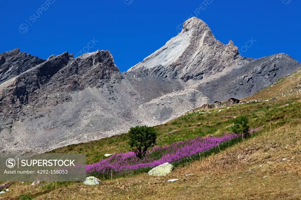 Italy, Piedmont, Val Varaita, flowering of aconite in the mountains