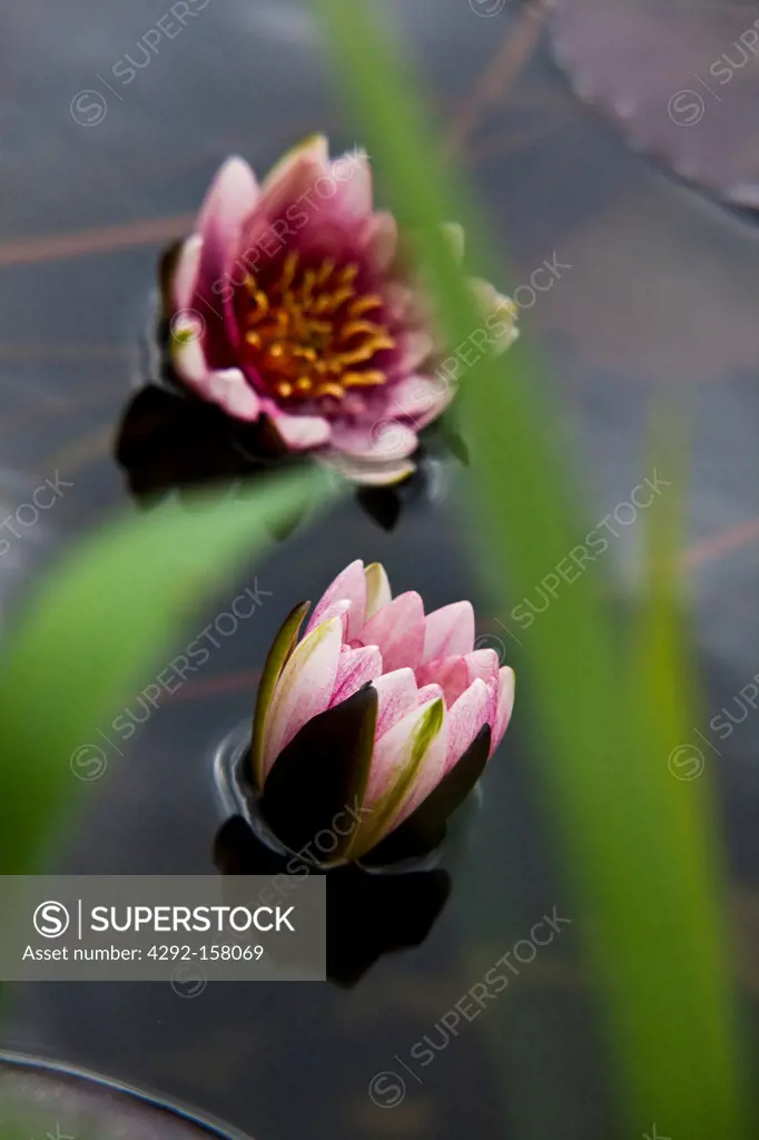 two water lilies, nymphaea gigantea