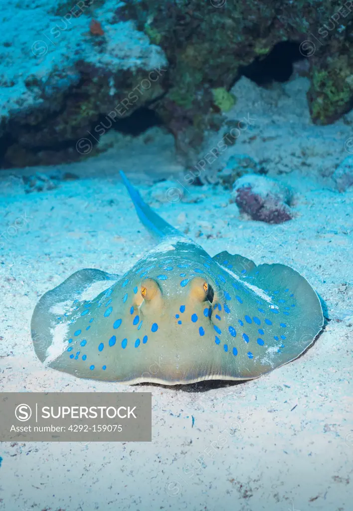Bluespotted stingray (Taeniura Lymma) Under water , diving, Hurghada, Red Sea, Egypt, Africa.