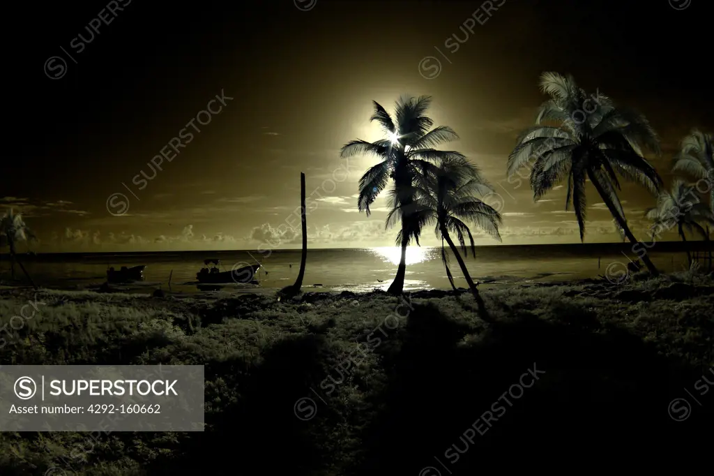 Palmizi - Palm at sunset - mexico