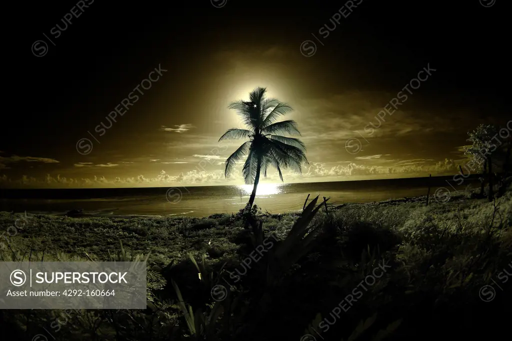 Palmizi - Palm at sunset - Mexico, Yucatan